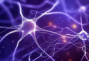 En el cerebro hay recuerdos «ebrios» y «sobrios» que luchan por nuestra voluntad