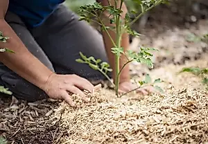Al ritmo de mayo: qué tareas hay que hacer en el jardín durante el último mes de la primavera
