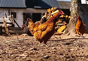 De qué enferman realmente las gallinas de tu parcela: la opinión del agrónomo Terentiev