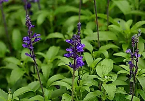 La salvia alucinógena contra el dolor facial: los científicos hallan un efecto, pero no un remedio milagroso
