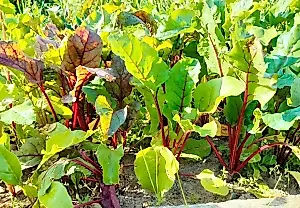 El plazo de la huerta: cuándo recoger la cosecha y cómo salvar la tierra para los semilleros