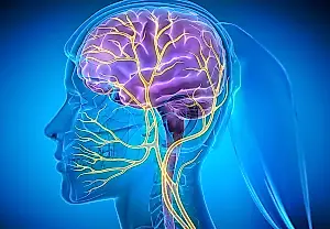 Impulso nervioso, ritmo vascular y memoria: la estimulación del nervio vago mejoró el aprendizaje de los ratones