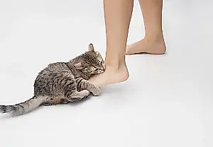 Por qué muerde el gato