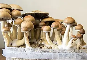 Psilocibina contra la adicción a la cocaína: hay esperanza, pero no existe la píldora mágica
