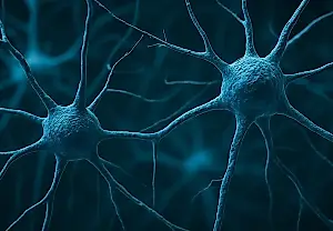 La psilocina acelera el crecimiento de las conexiones neuronales