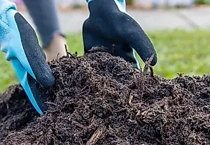 Si la tierra está agotada: cómo devolver la productividad a los bancales sin abonos inútiles