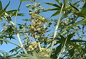 Ricino: una belleza de jardín con semillas peligrosas