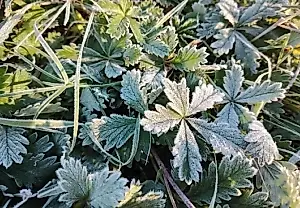 Las heladas de otoño pusieron a prueba a las plantas