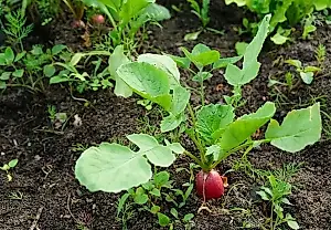Rábanos de otoño sin espigado: un agrónomo recomienda las mejores variedades y fechas de siembra