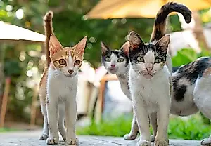 Cómo los gatos enseñaban a los futuros veterinarios