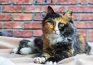 Что творится в голове у кошки