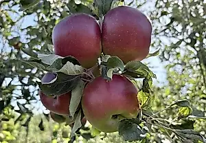 Cosecha de manzanas sin pánico: qué hacer con montañas de fruta