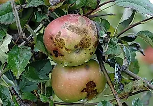 Las manzanas podridas, una amenaza para el huerto