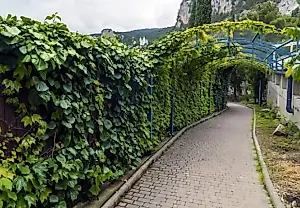 Seto vivo: la poda de septiembre sin errores de jardinería