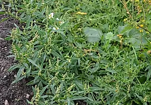Quinoa para cenar: la mala hierba que resultó más útil que las verduras de tienda