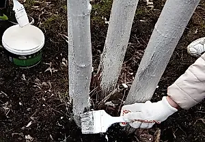 Blanquear los árboles en otoño: protección contra las grietas por heladas, preparados y el papel de la leche