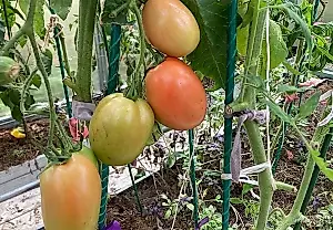 La batalla por los tomates tardíos: cómo conservar la cosecha hasta el invierno