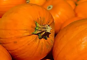 La calabaza no quiere saber nada del sótano