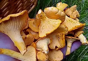 Cómo no confundir los rebozuelos con tentaciones venenosas: unos hongos contra otros