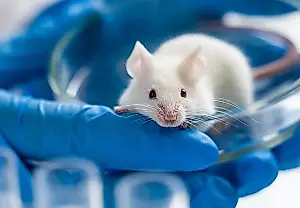 Las dietas de los padres y el cerebro de los hijos