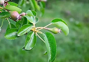 8 razones por las que el peral no da fruto