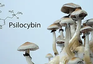 Psilocibina y silencio: una nueva terapia para el TEPT