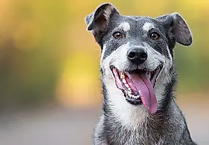 Los perros distinguen las emociones humanas