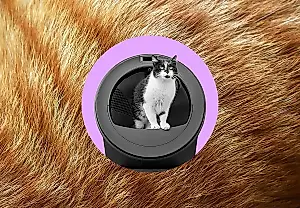 Лоток будущего: кошачий ИИ съехал с катушек