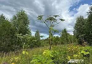 Борьба с борщевиком: не оставляйте шансов сорняку