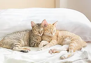 ¿Necesita tu gato un amigo?