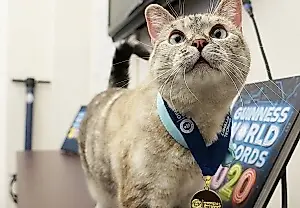 Angie Bailey: la dueña del gato con carácter y mucho que decir por SMS