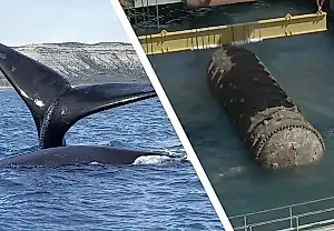 Quieren instalar la IA en el fondo del mar: las ballenas se oponen