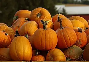 Calabazas sin pérdidas: cuándo cosecharlas y cómo conservarlas hasta la primavera