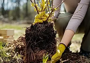 Plantación otoñal del jardín: errores que pueden arruinar los árboles jóvenes