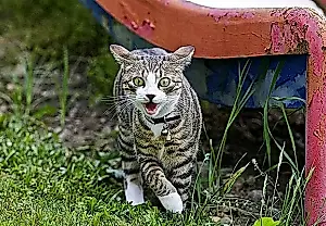 Por qué tu gato se comporta de forma extraña