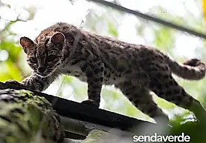 Кошка, которую не замечали