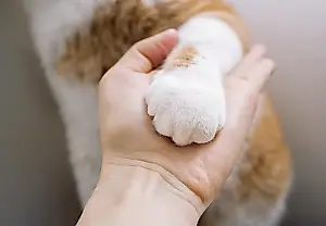 Как собачник сдался коту