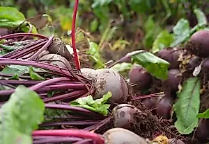 Поздний урожай: пора убирать, пока осень не убрала сама