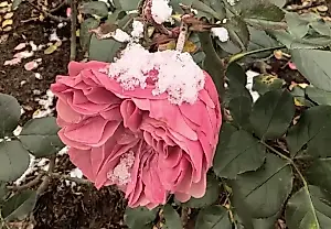 Las rosas no necesitan una «casa de invierno»: una agrónoma explica qué arbustos soportan las heladas sin cubrirlos