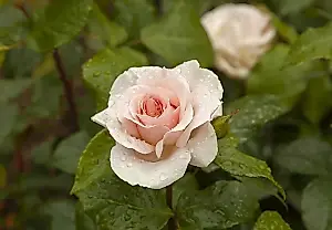 Cinco trampas de jardín