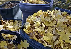 Hojas en un saco: mantillo para el jardín sin hoguera