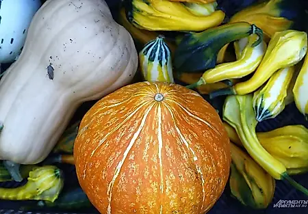 La calabaza contra el tiempo: cómo conservar la cosecha hasta la primavera