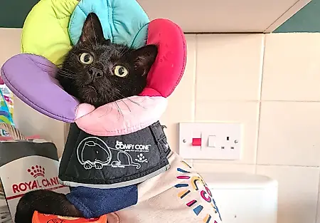 Vivir con gatos discapacitados: no es un cuento de hadas peludo