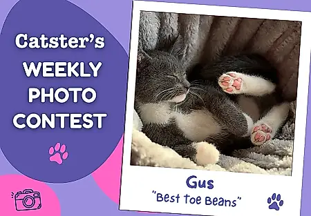 Las patitas de gato vuelven a ganar