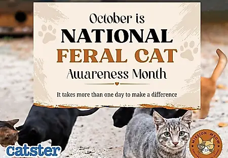 Los gatos callejeros no son gatos abandonados