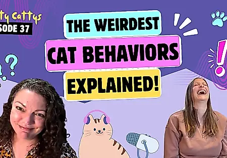 La vida de los gatos sin censura