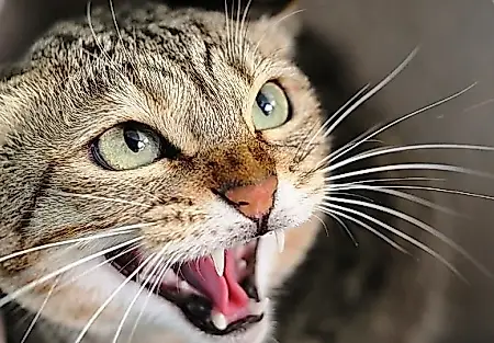 Кошачья боль, которую легко не заметить