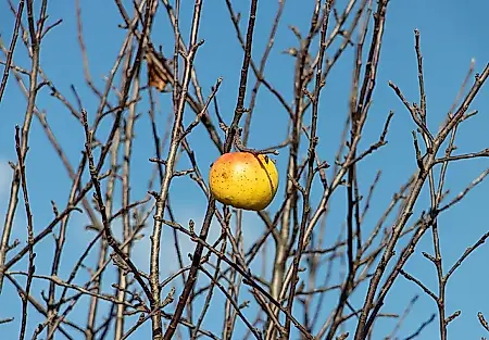 Jardín de otoño: ocho formas de perjudicar a los árboles con la mejor intención