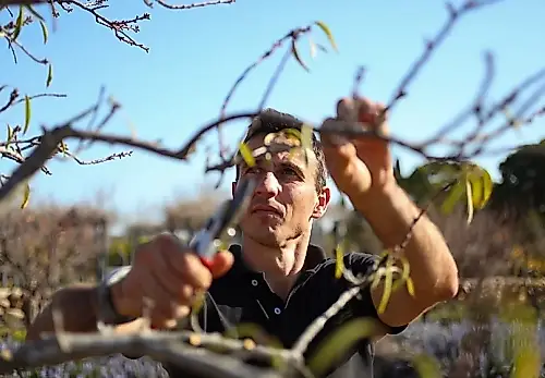 Tijeras de podar contra el jardín: qué arbustos se pueden podar en otoño y cuáles conviene dejar tranquilos
