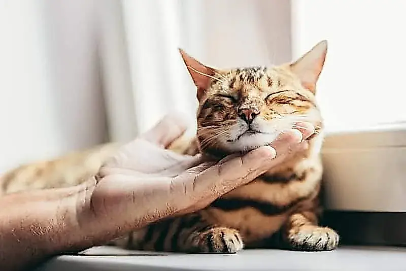 Por qué algunos gatos nunca ronronean (y es normal)